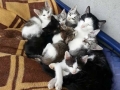 Proud cats with their kittens