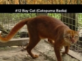 Rare wild cat species