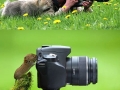 Animals into photography