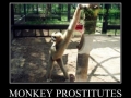 Monkey business