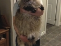Massive cats