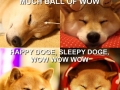 Sleepy doge
