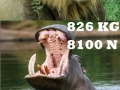 Strongest jaws