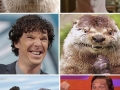 Benedict the otter