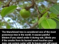 Most poisonous tree