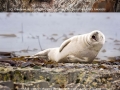 Comedy wildlife