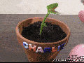 So badroot!
