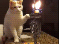 Happy Hanukkah!
