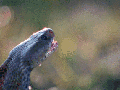 Spitting cobra
