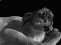 Squirrel grooming itself