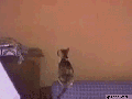 Spidercat
