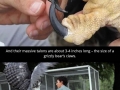 The harpy eagle