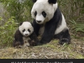 Animals with their moms