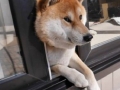 Doge lovers