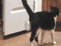 Cat swallows gum
