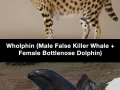 Hybrid animals