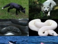 Melanism vs Albinism