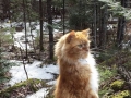 Majestic cats