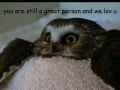 I love advice owl