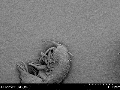 Crazy micro zoom