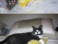 Cute pets with their toys