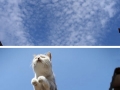 Hover cats