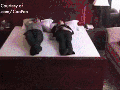 Earthquake bed