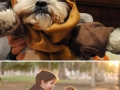 Pets in Star Wars clothing