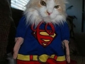 Supercat