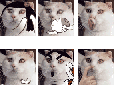 Crazy cat