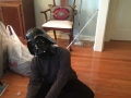 Star Wars themed xmas