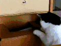 Stuck cat