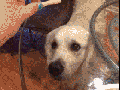 Stupid mean human