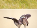Animal photos in 2015