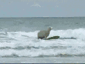 Surfing sheep