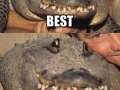 Alligator meets Steve
