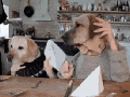 Funny dogs