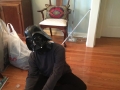 Star wars themed xmas