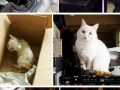 Adopted cats
