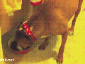 Dog is sneaky as a ninja