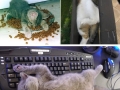Cats master art of sleep-fu