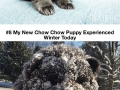 Dogs that look like teddies