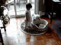 That's my bed! - Dog
