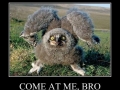 Come at me bro