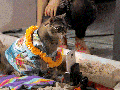 The coolest cat