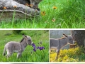 Animals sniffing flowers