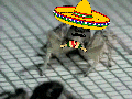 A little mexican spider