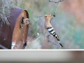 Birds and their babies