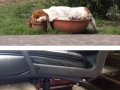 Dogs can sleep anywhere