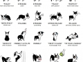 Dog language